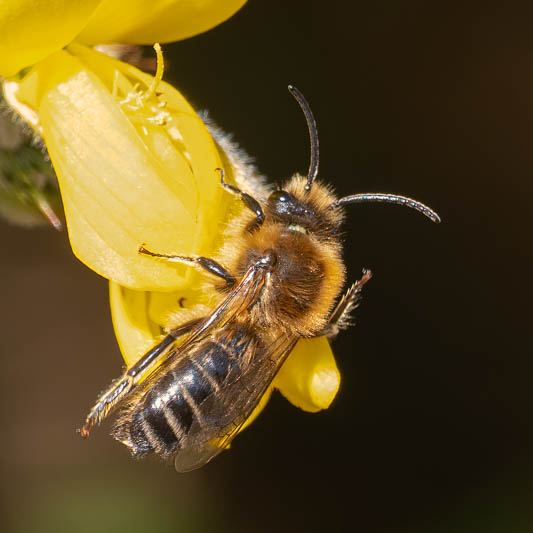 Colletes cunicularius (Early Colletes).jpg